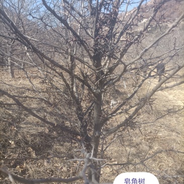 皂角刺