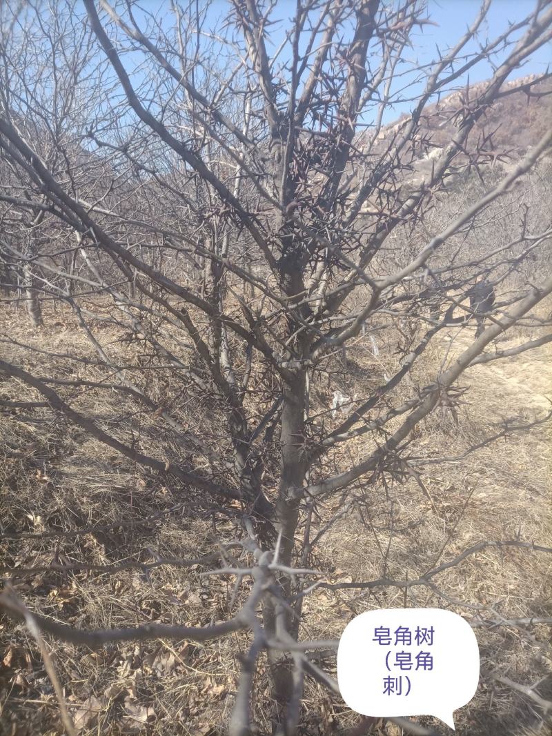 皂角刺
