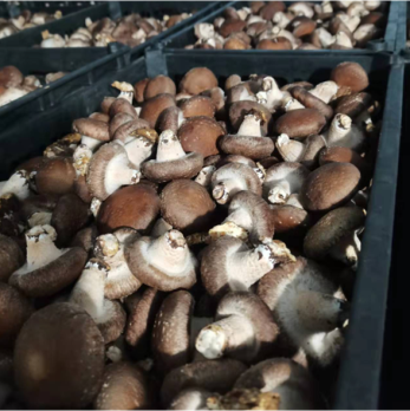 鲜香菇
