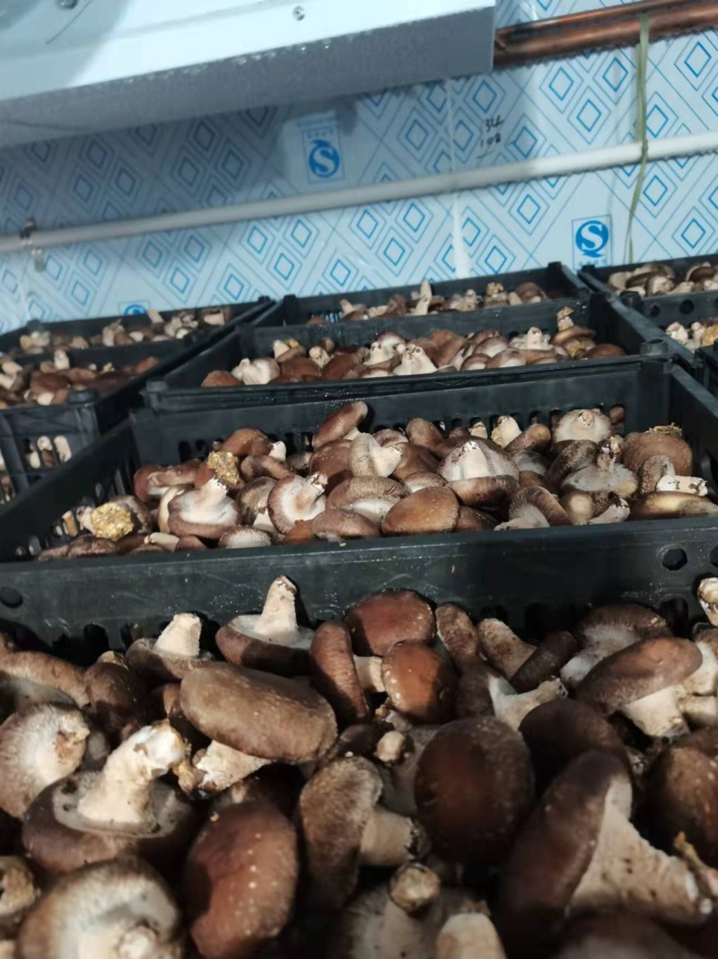 鲜香菇