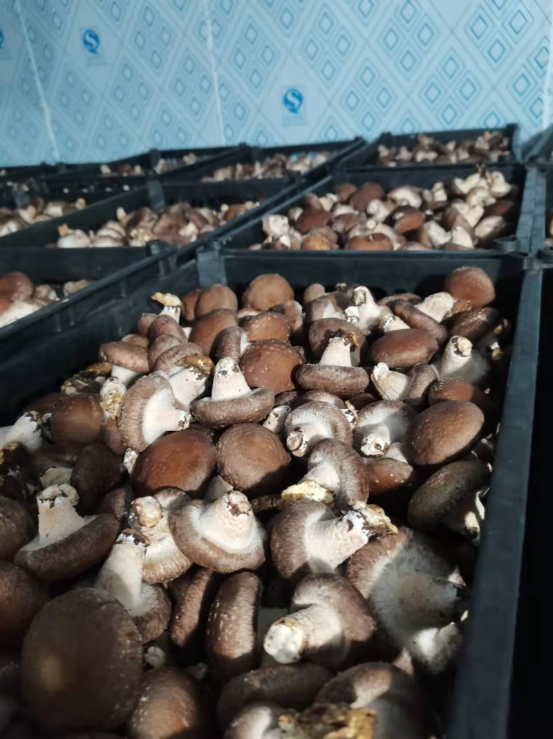 鲜香菇