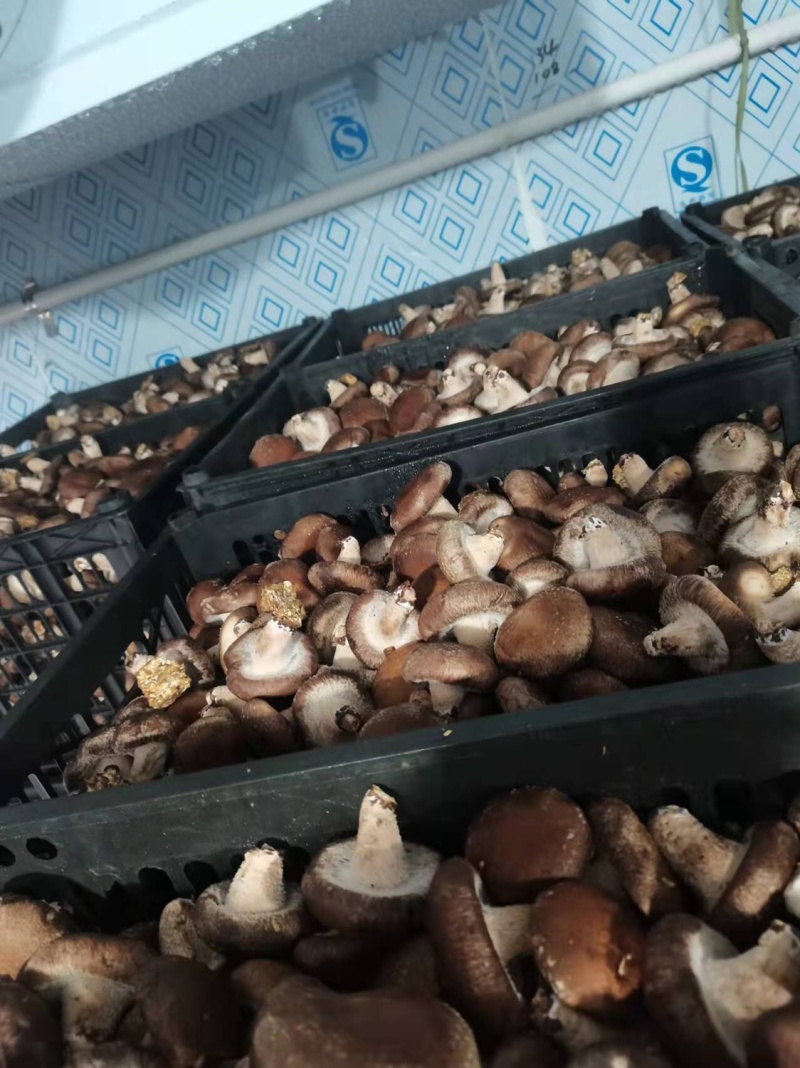 鲜香菇