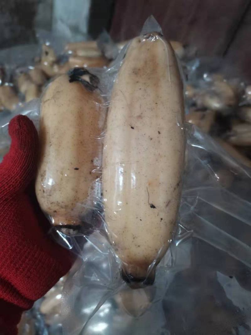 长期供应正宗湖藕，口口粉，有鄂莲6号35.红芽藕