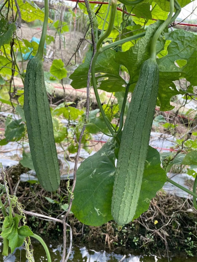 花盈大花点杂交丝瓜种子35-40cm头尾均匀