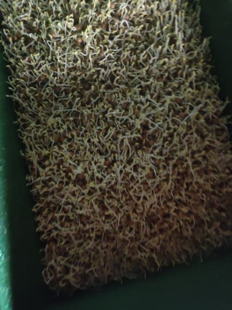 芽苗类豌豆芽豌豆苗