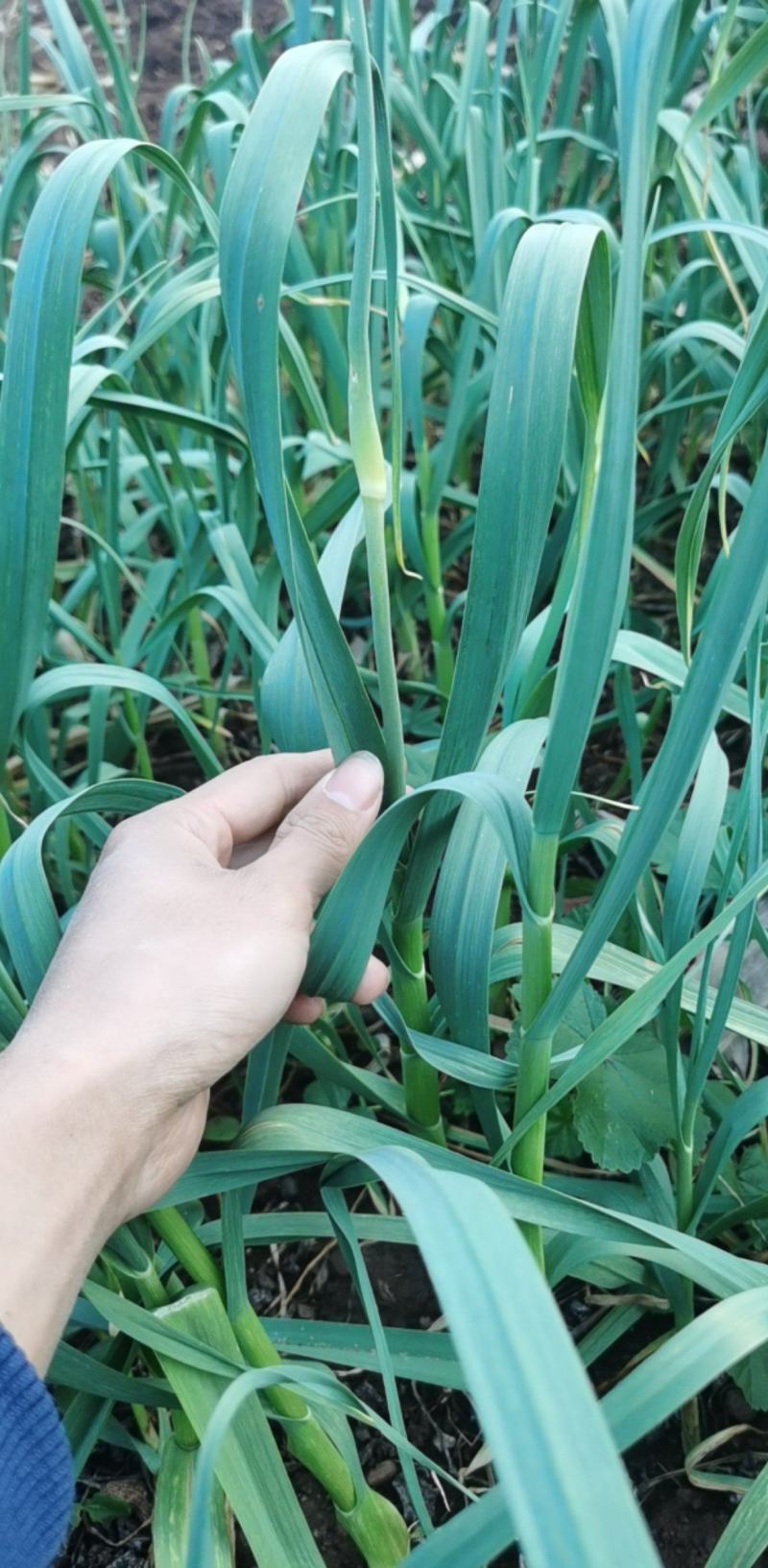 云贵交界新鲜蒜薹上市欢迎各位蔬菜老板上门收购