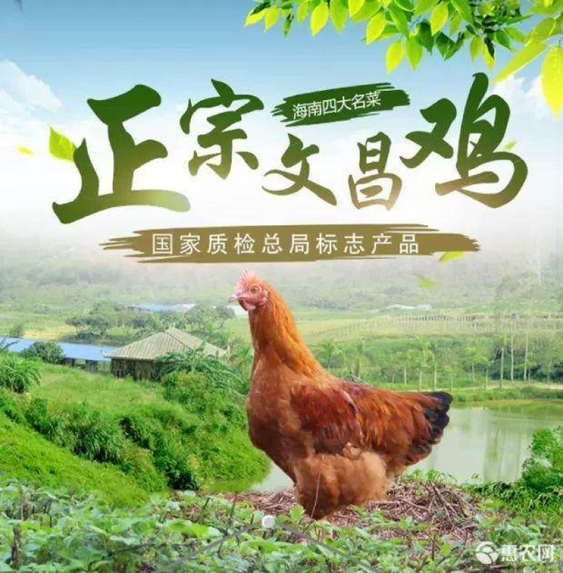 批发文昌鸡苗海南文昌鸡鸡苗正宗文昌鸡鸡苗土鸡苗岛内包邮