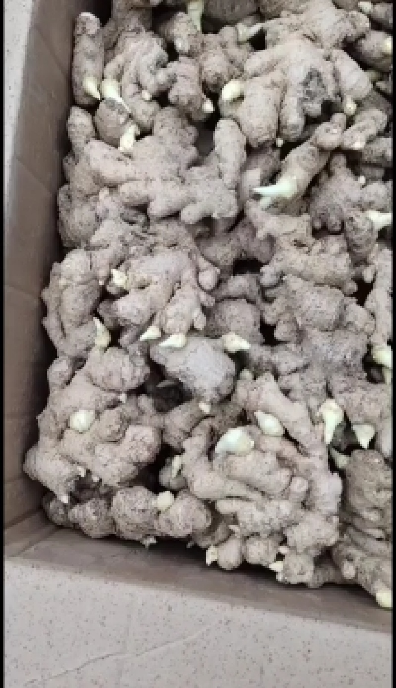 【坏烂包赔】小黄姜品种齐全产地直发一手货源全国发货