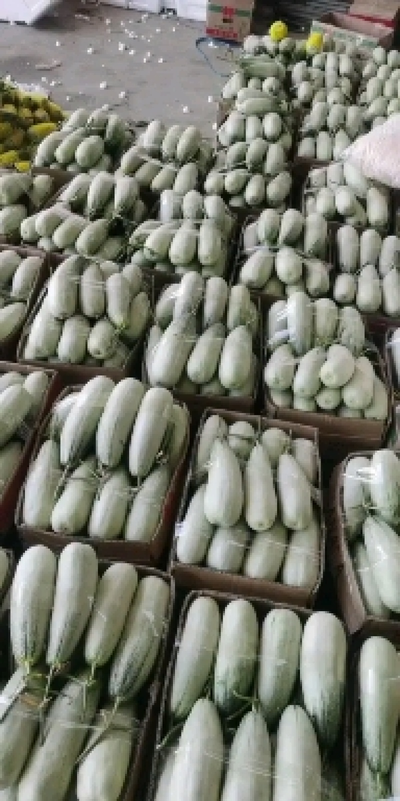 博洋甜瓜博洋61产地直发大量有货质量口感好品种齐全