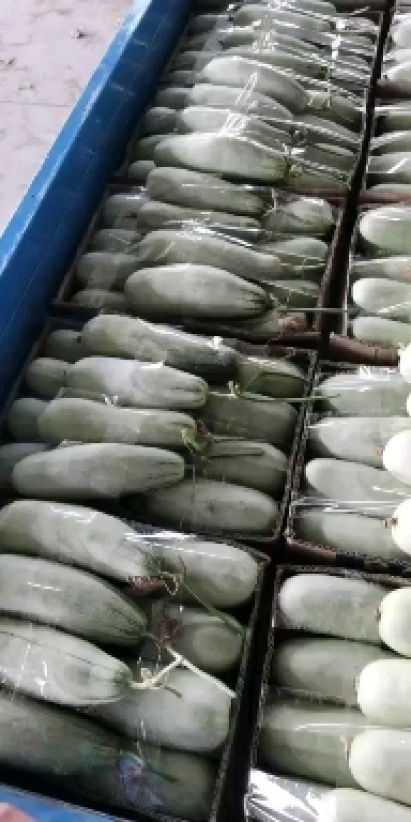博洋甜瓜博洋61产地直发大量有货质量口感好品种齐全