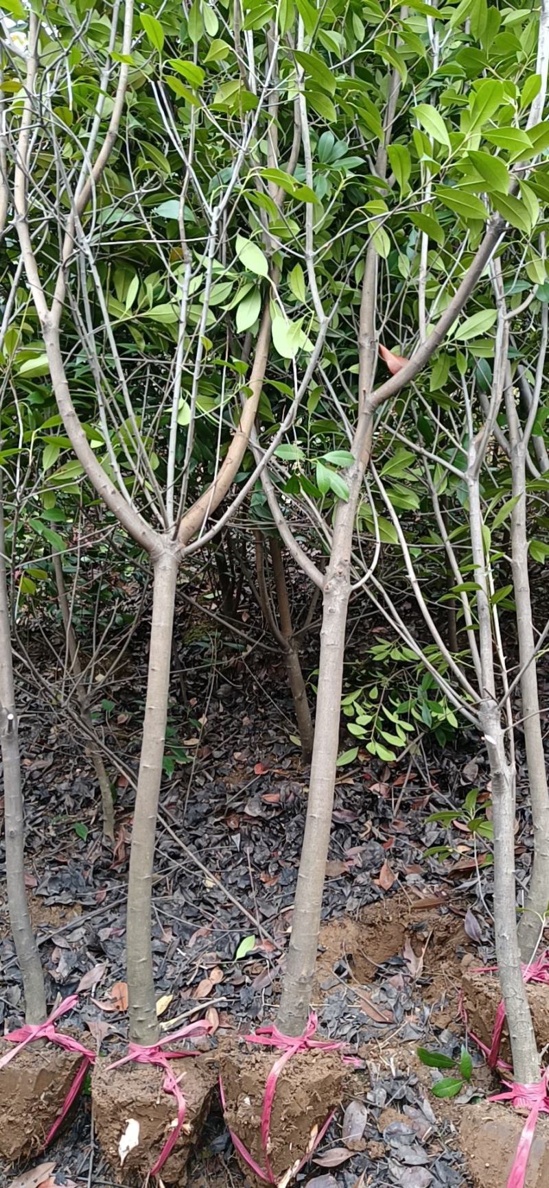 【石楠树】红叶石楠树产地直销包成活包技术欢迎咨询