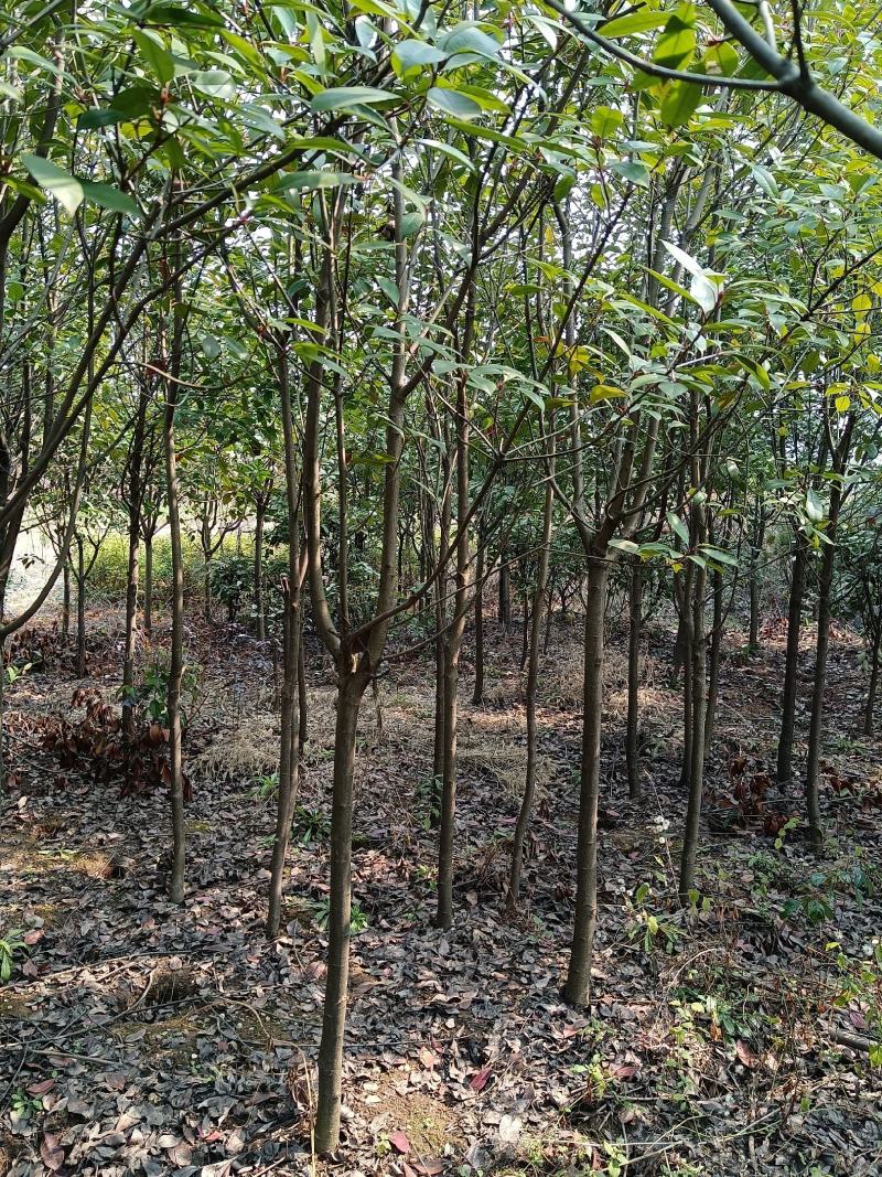 【石楠树】红叶石楠树产地直销包成活包技术欢迎咨询