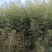 竹类、刚竹1一4公分