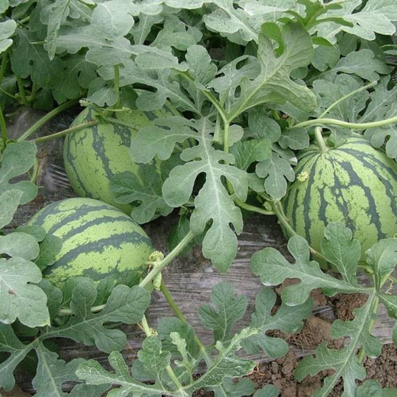 【有好货】美都西瓜8424麒麟瓜大量上市稳定货源大量供应