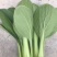 上海青【精选】精品上海清油菜现货，产地直发，常年供应，