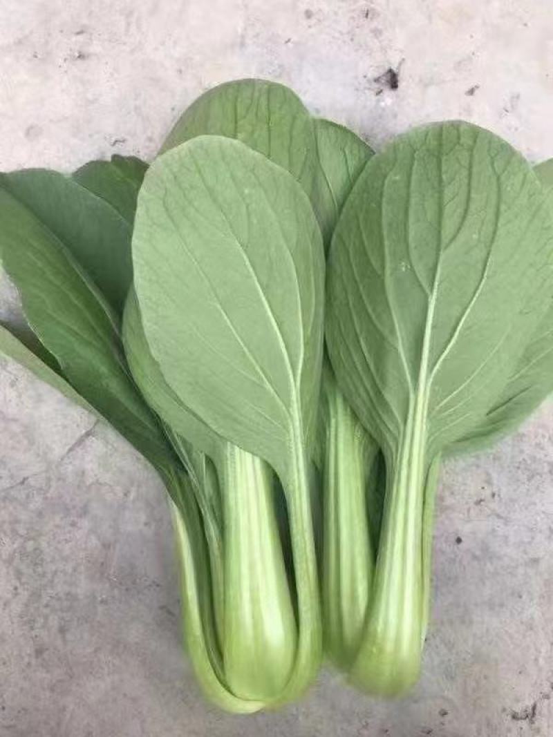 上海青【精选】精品上海清油菜现货，产地直发，常年供应，