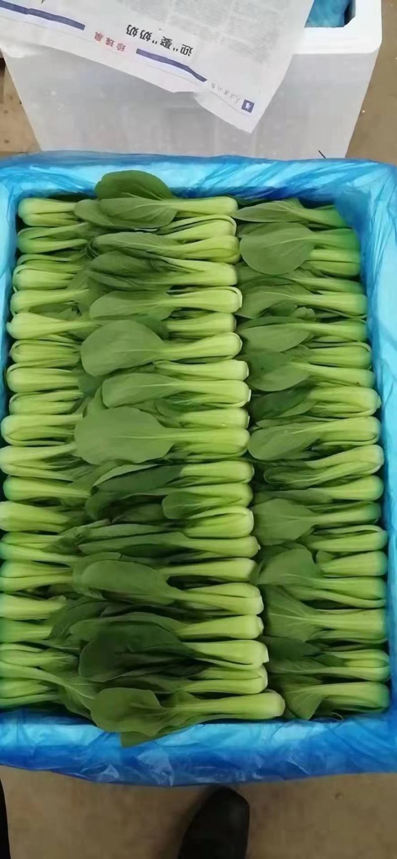 上海青【精选】精品上海清油菜现货，产地直发，常年供应，