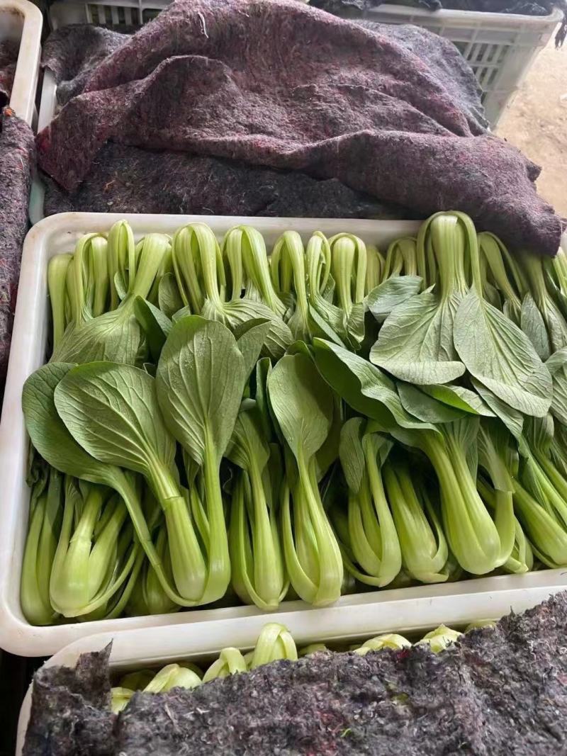 上海青【精选】精品上海清油菜现货，产地直发，常年供应，