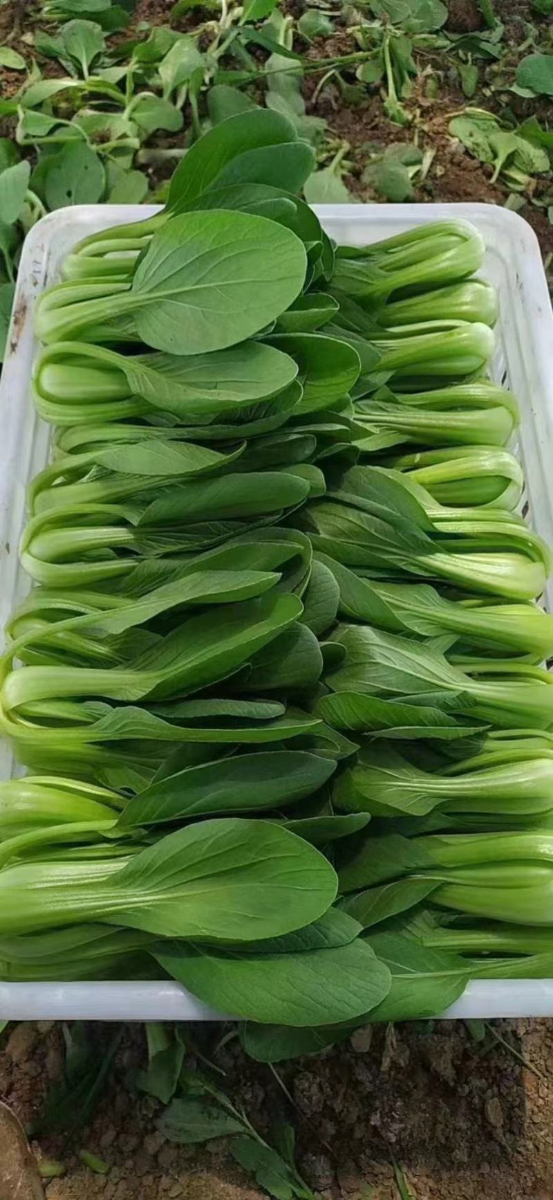 上海青【精选】精品上海清油菜现货，产地直发，常年供应，