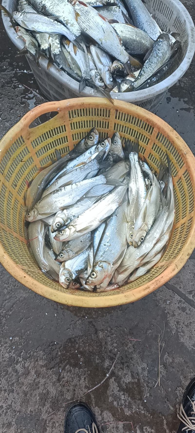 干鱼。干虾，鲜货都有