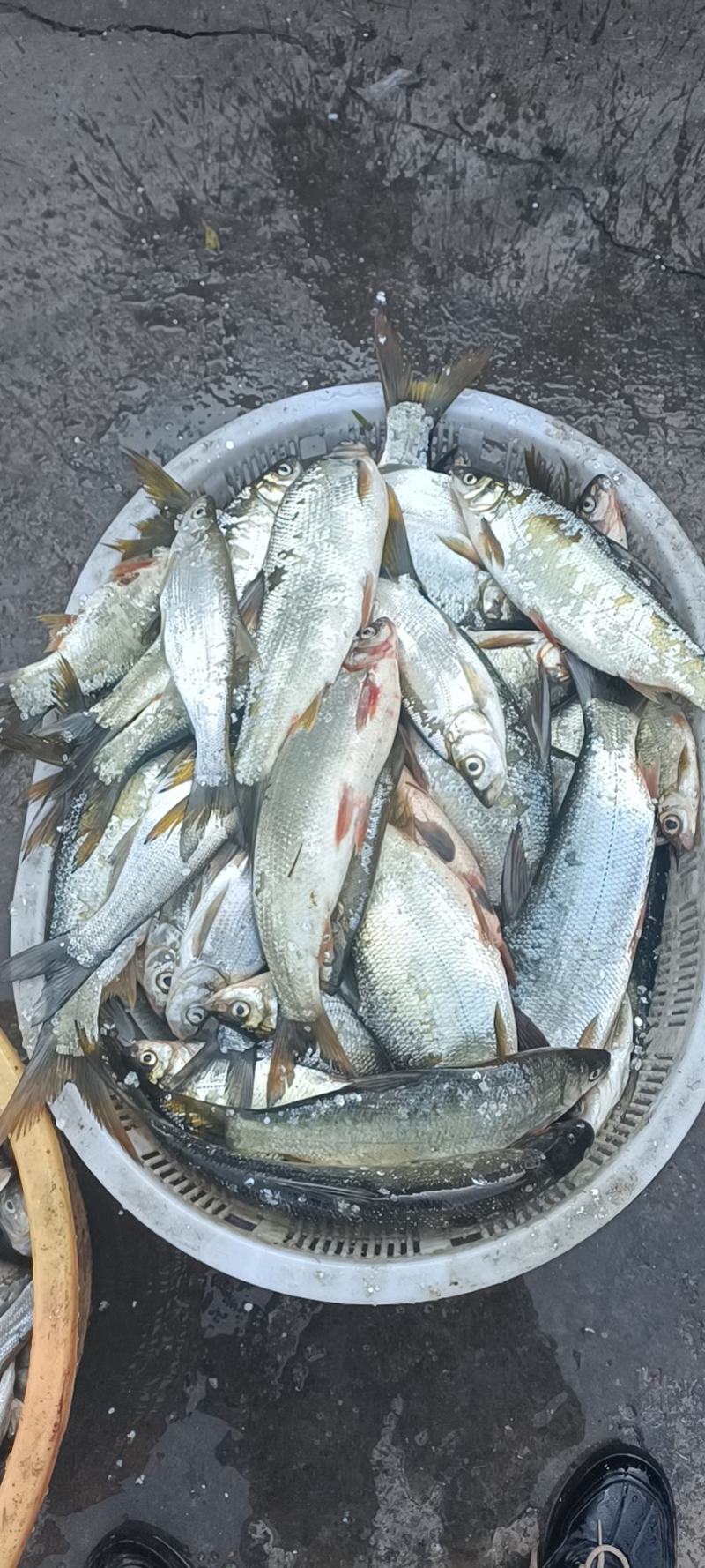 干鱼。干虾，鲜货都有