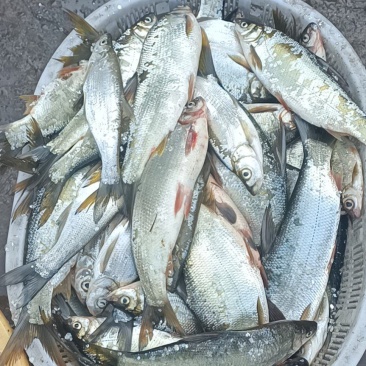 干鱼。干虾，鲜货都有