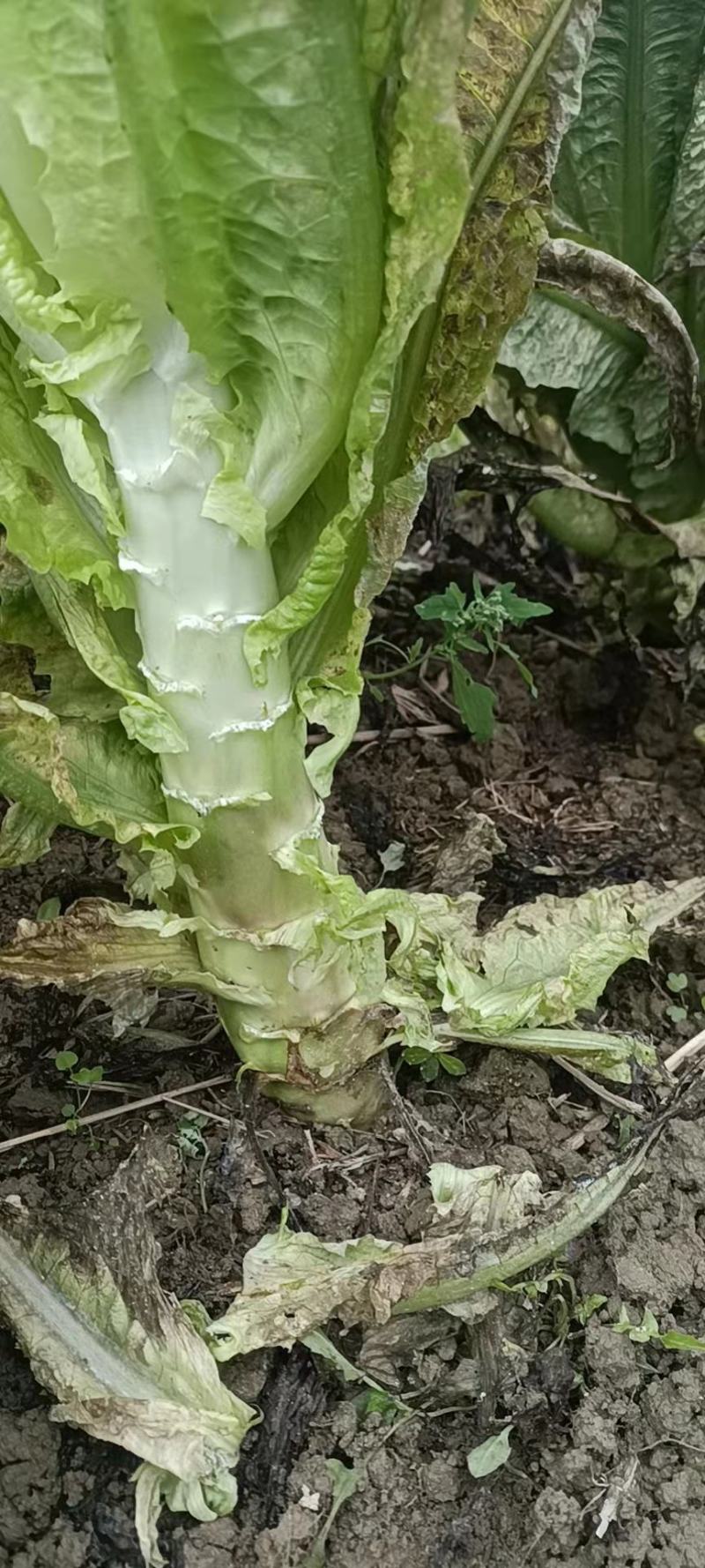 广西莴苣优质尖叶莴笋大量上市一手货源欢迎咨询采购