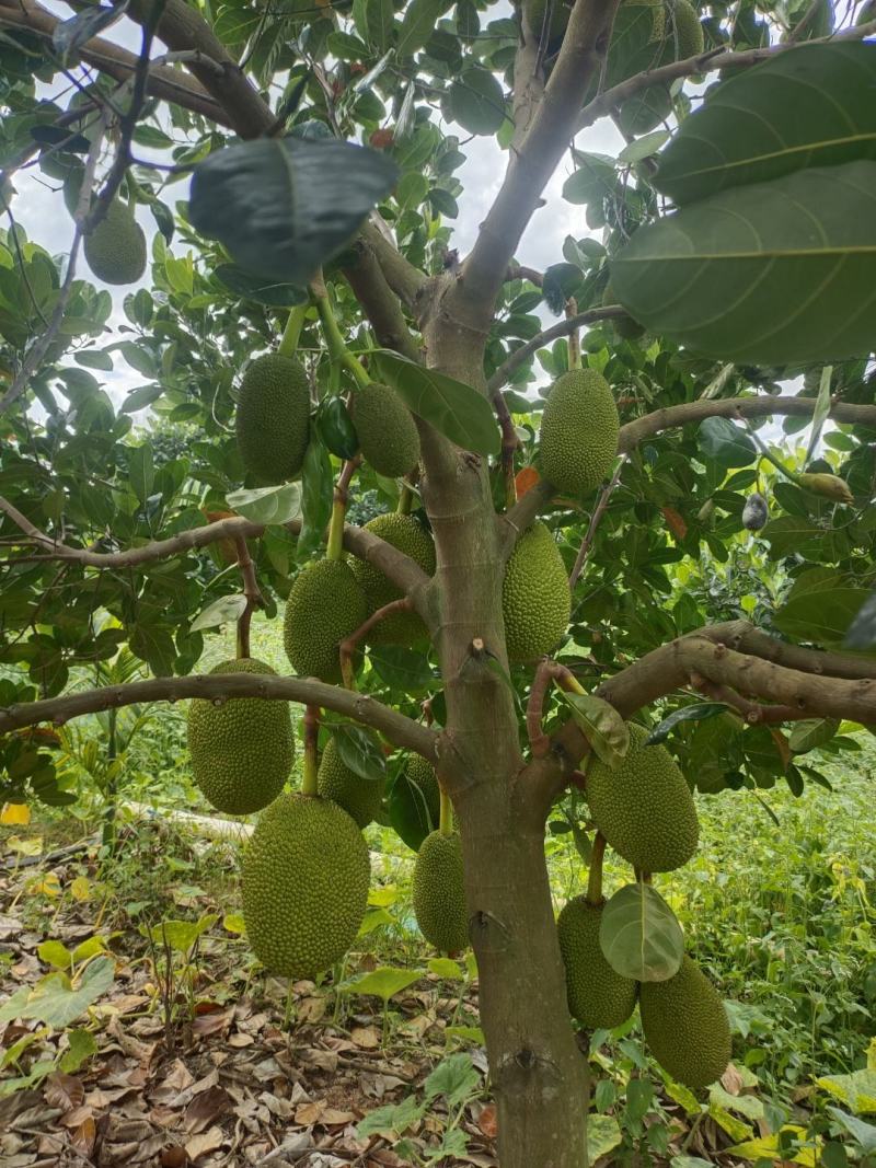 比白菜价优惠，海南产地越南红红肉菠萝蜜泰八验无绣果，