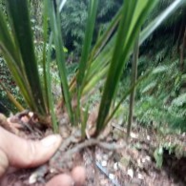原生态天然石菖蒲种苗