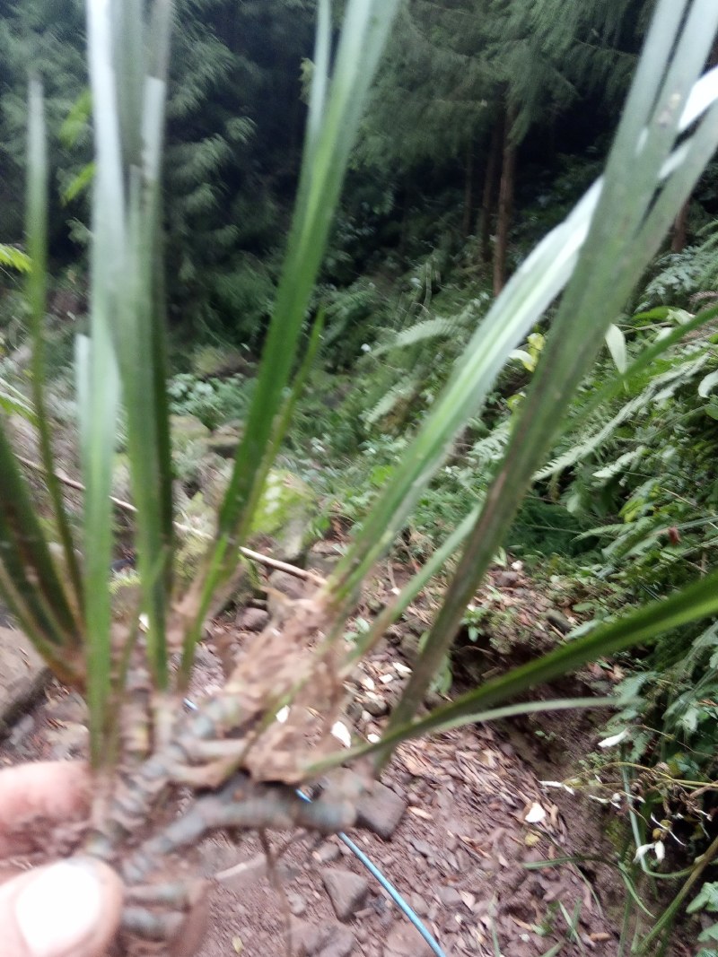 原生态天然石菖蒲种苗