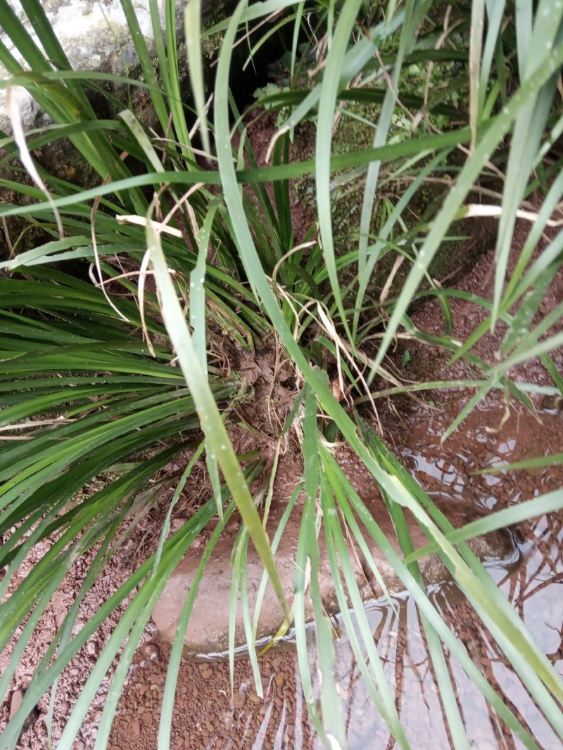 原生态天然石菖蒲种苗
