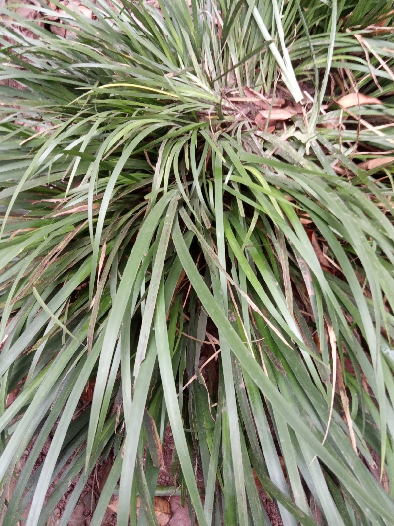 原生态天然石菖蒲种苗