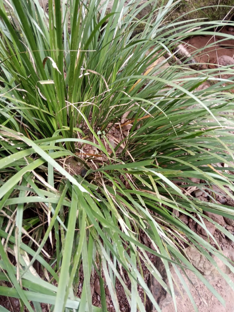 原生态天然石菖蒲种苗