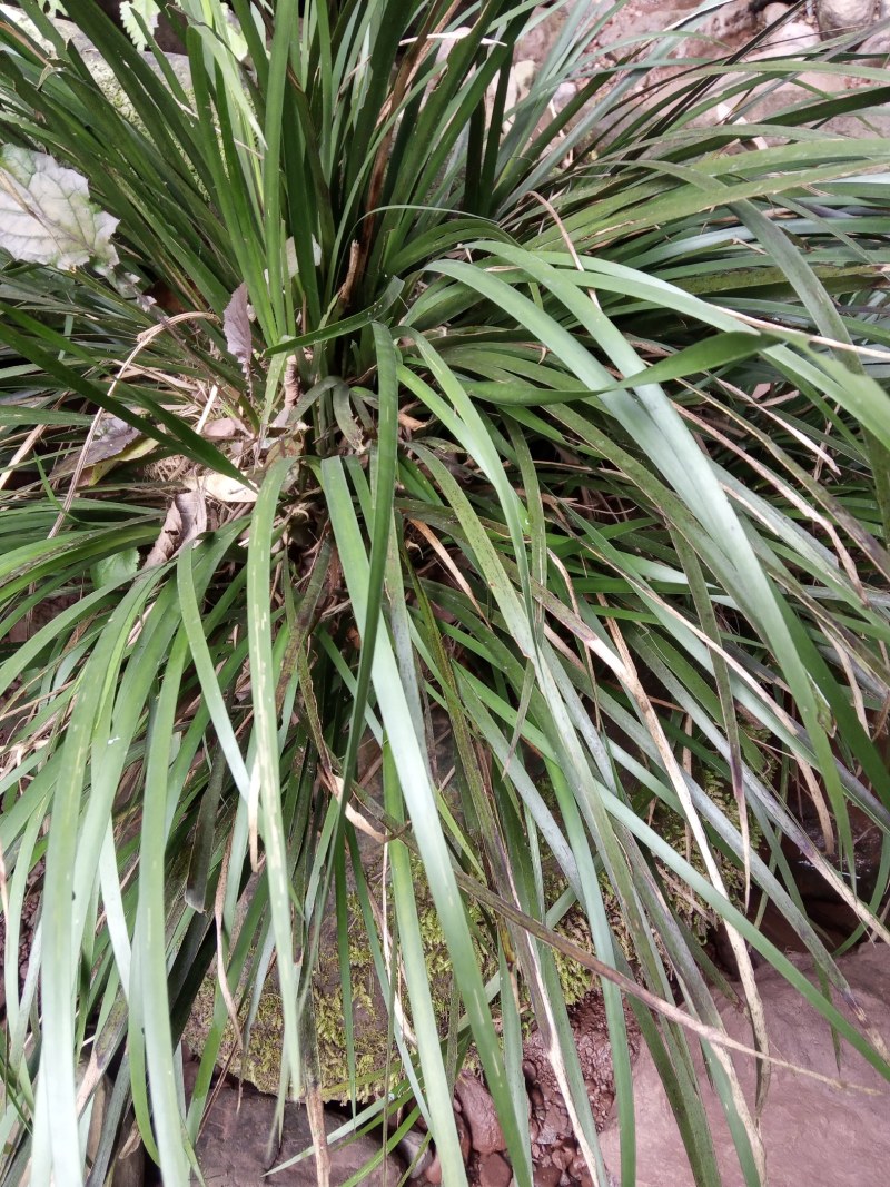 原生态天然石菖蒲种苗