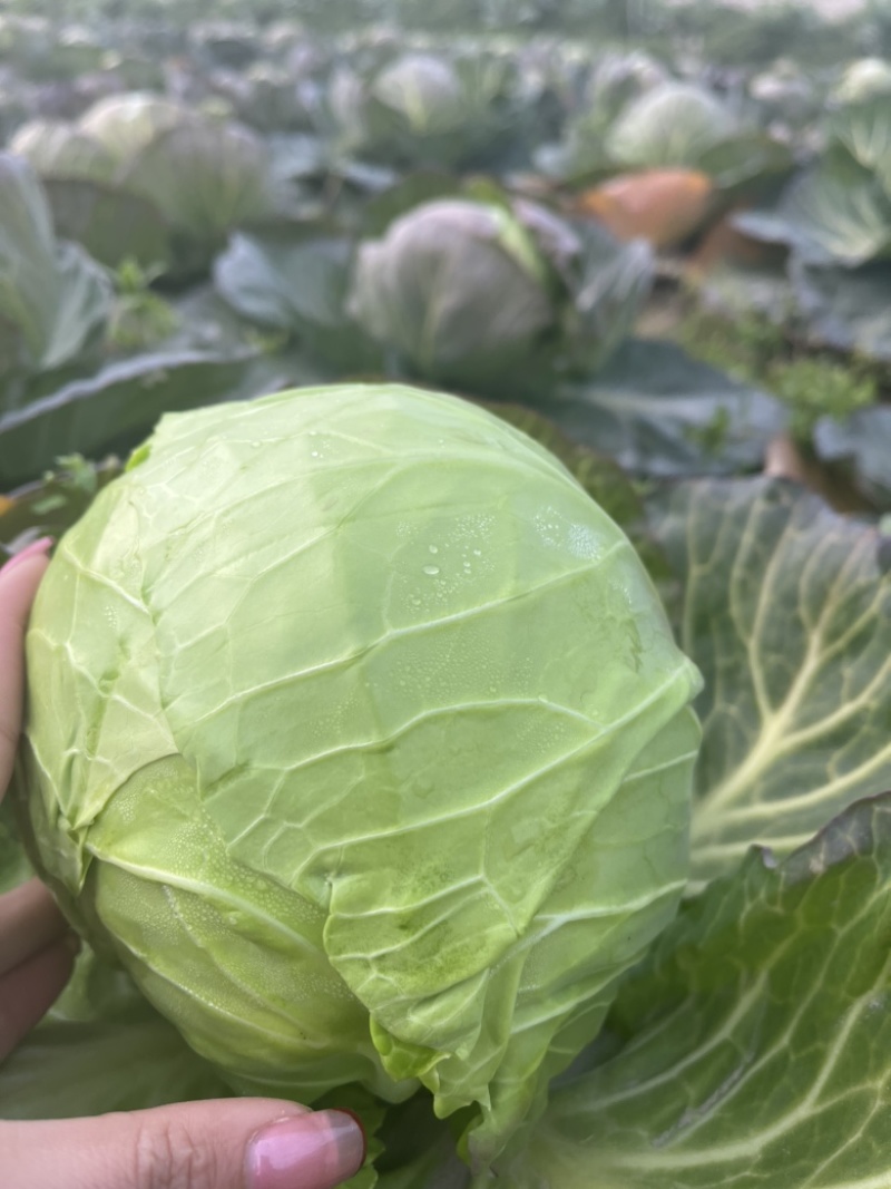 湖北万亩基地精品甘蓝，圆包等，量大价优！