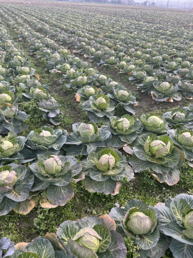 湖北万亩基地精品甘蓝，圆包等，量大价优！