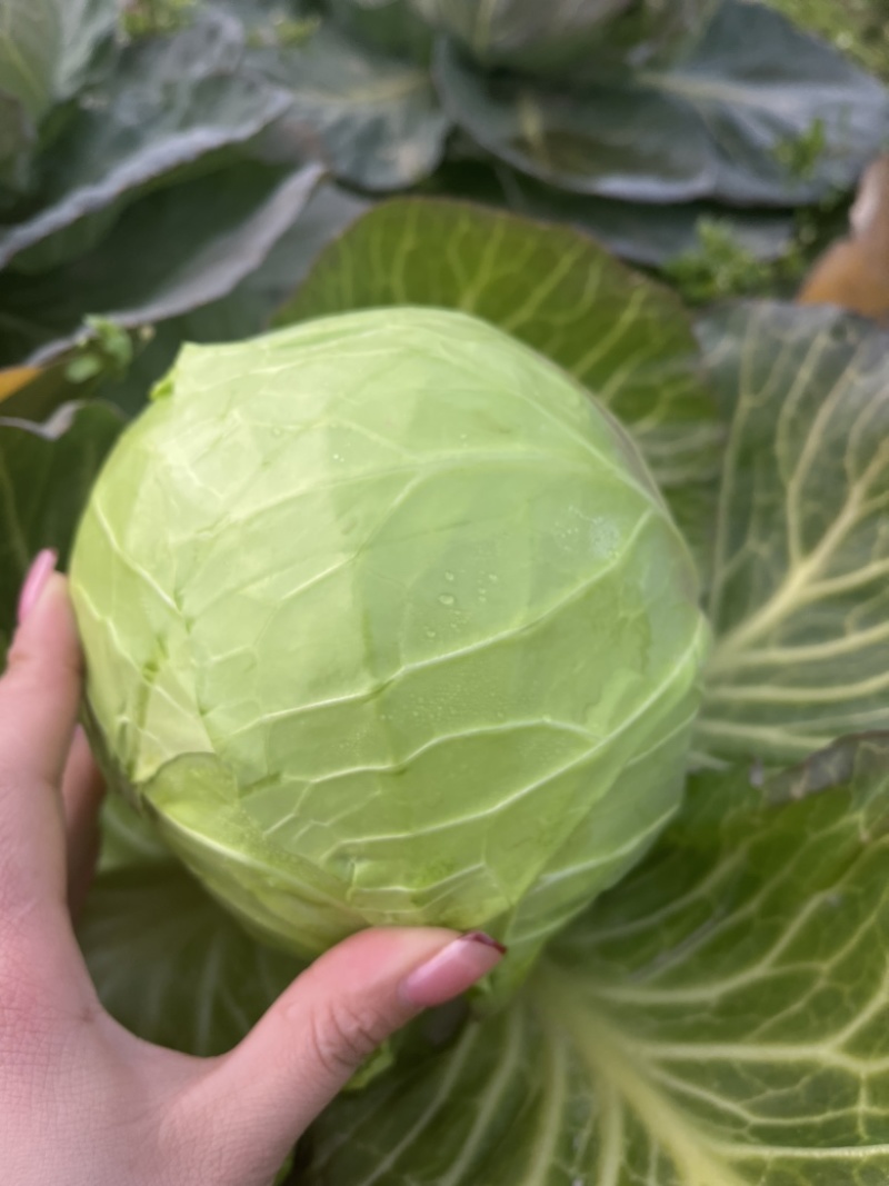 湖北万亩基地精品甘蓝，圆包等，量大价优！