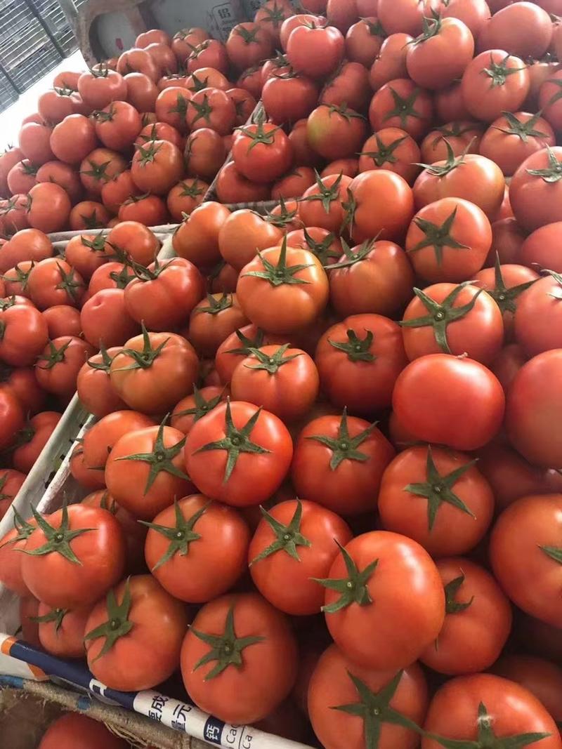 温州精品大红西红柿中大果西红柿供应海底捞档口电商超市