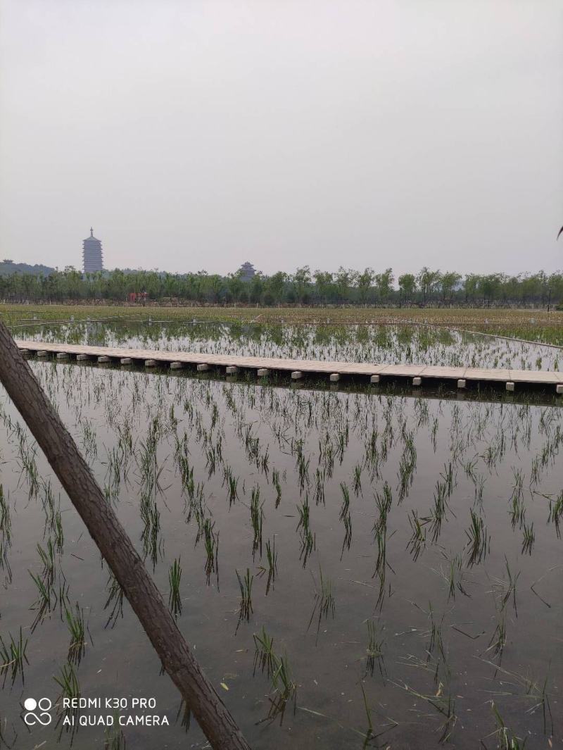 水生植物