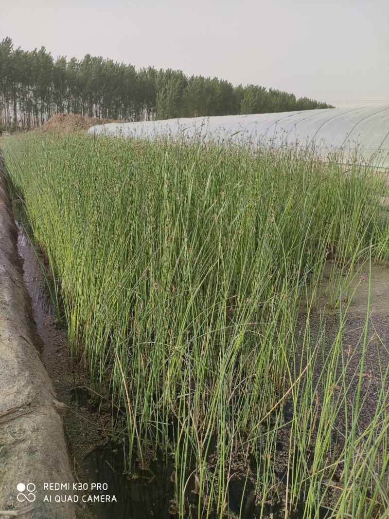 水生植物