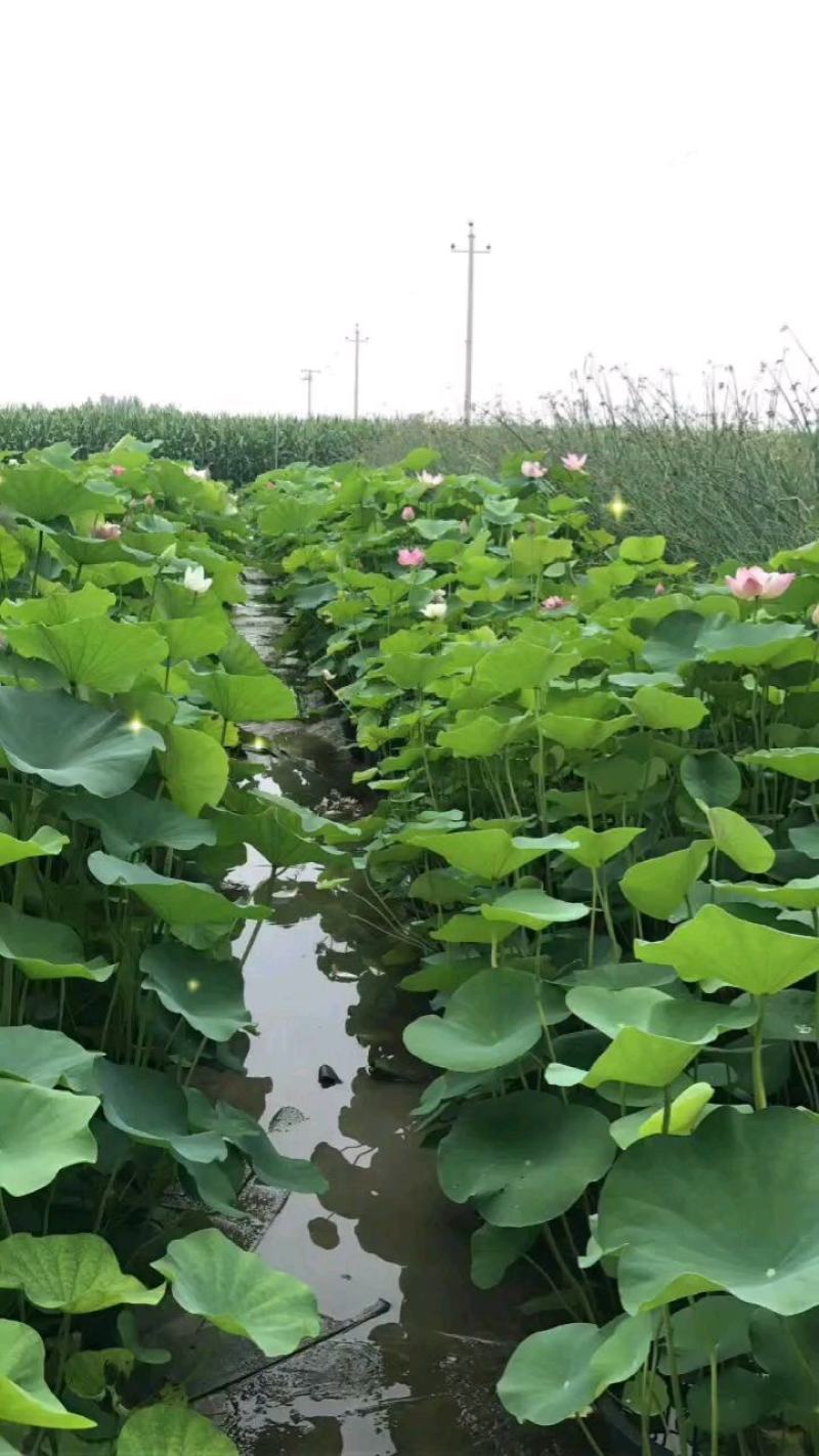 水生植物