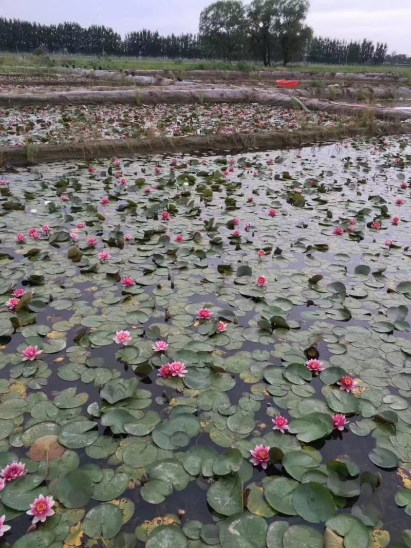 水生植物