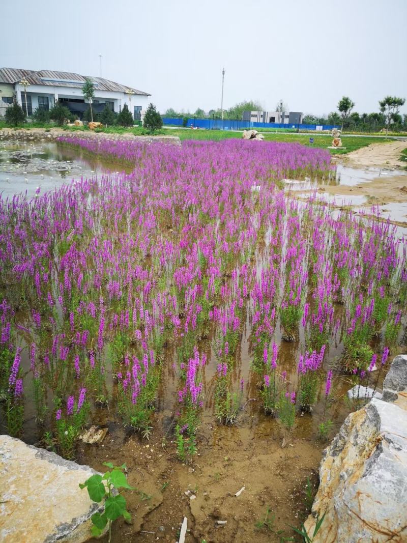 水生植物