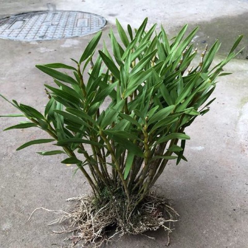 夹江叠鞘石斛种苗