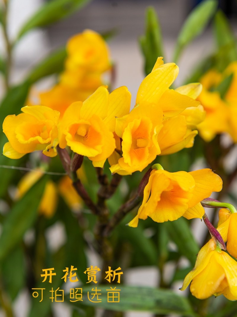 夹江叠鞘石斛种苗