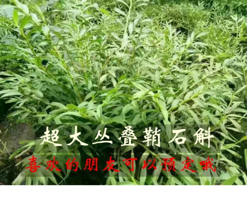 夹江叠鞘石斛种苗