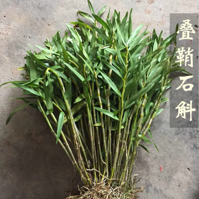 夹江叠鞘石斛种苗