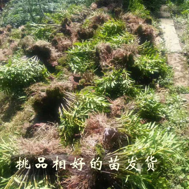 夹江叠鞘石斛种苗