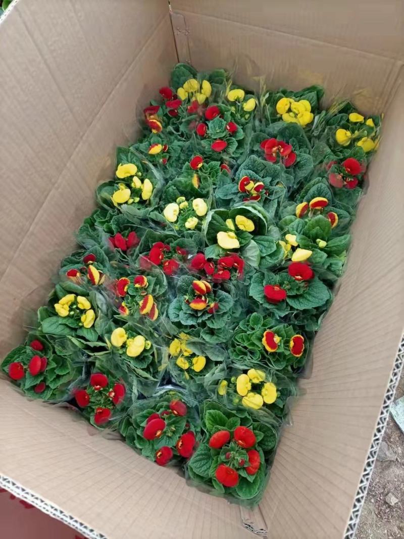 荷苞花，蒲包花，盆花，一手货源，大量有货，基地直发