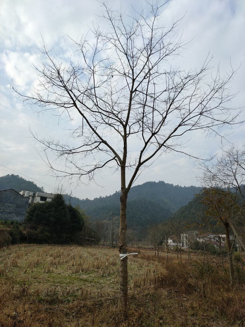 朴树从生朴树